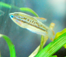 Sparkling Gourami (Pygmy Gourami)