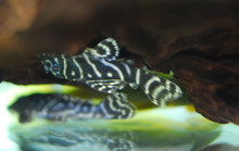 Fake Zebra Pleco