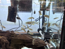 Celebes Rainbowfish