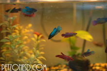 Female Veiltail Betta