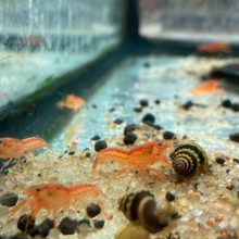 Orange CPO Mexican Dwarf Crayfish