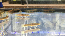 Sumo Loach