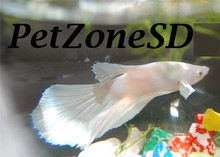 Halfmoon Betta - White
