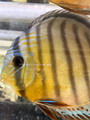 Wild Discus -Medium