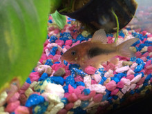 Bronze Cory (BUNDLE)