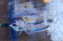 Black Arowana - Juvenile