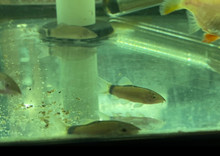 Skunk Loach