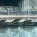 Zebra Loach