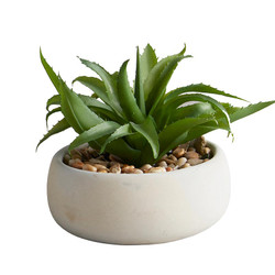 Succulent in Gray Pot - Aloe