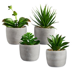 Succulent in Pot - Set of 4