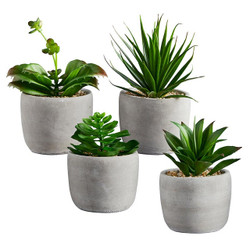 Succulent in Pot -  Set of 4