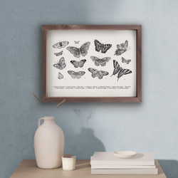 Butterflies  Butterflies