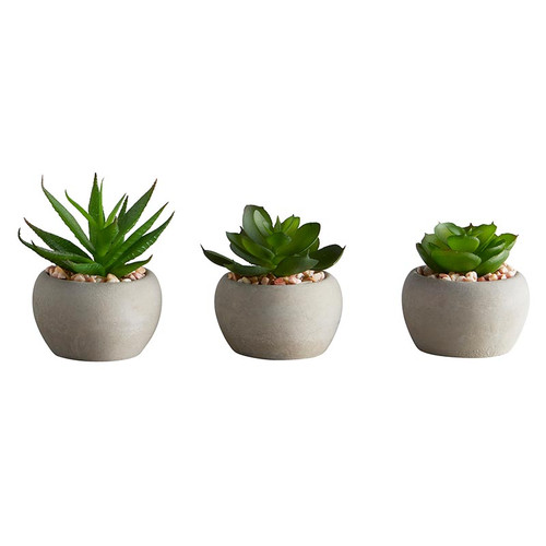 Succulent Set - Mini