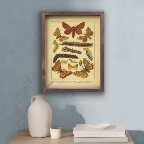 Caterpillars And Butterflies 