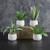 Succulents in Small Pot - Set of 4