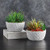 Succulents in Round Pot - Set of 2