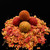 Carp Angler Spectrum Mix Boilies - Tournament Range