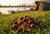Carp Angler Nutri-Cell Boilies - Premium Range