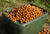 Carp Angler PVA Friendly Tiger Nuts (11 LB)