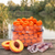 Carp Angler Atlantic Peach Barrel Wafters