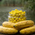 Carp Angler Banana Reserve Barrel Wafters