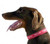 TBUS Dog Collar