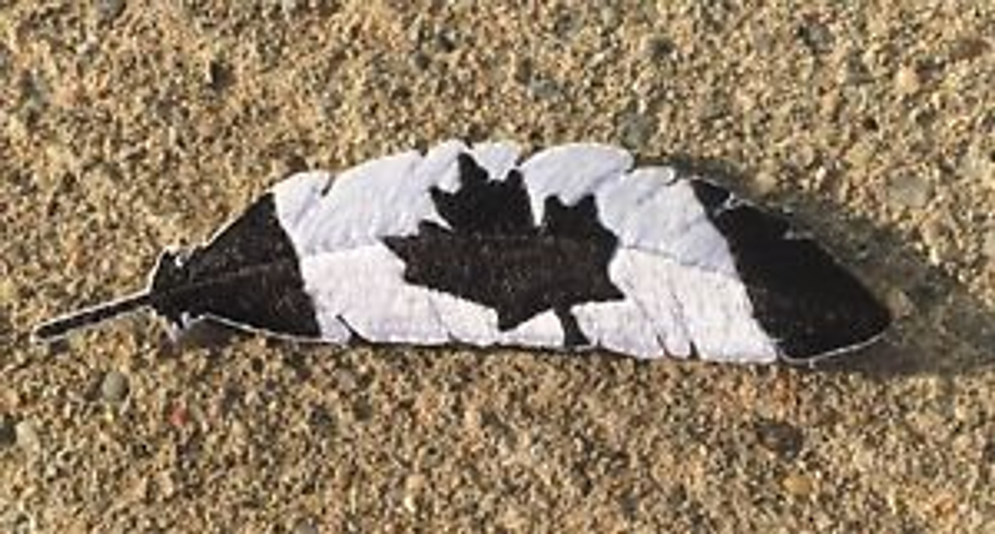 Canada Flag Feather Quill - Hook and Loop Morale Patch