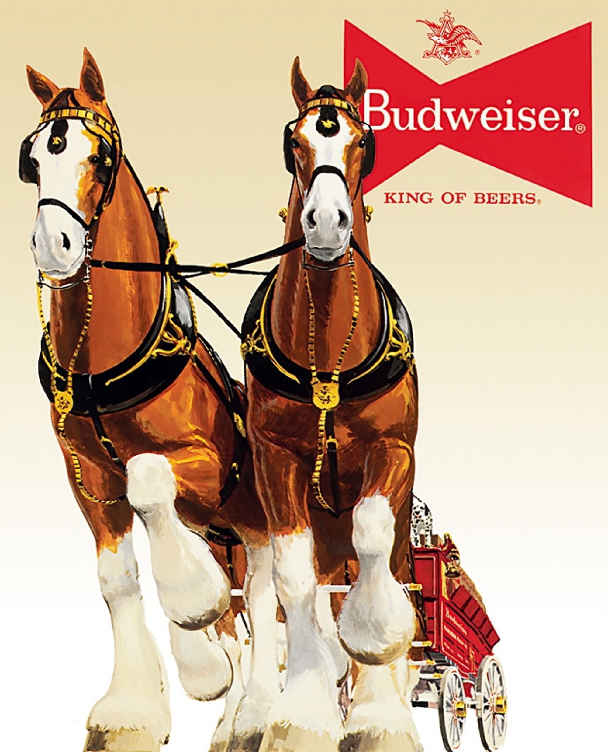 Bud Clydesdale Team
