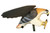 Mojo Hawk