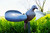 Mojo Wind Dove