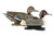 Life Size Pintails 6Pk