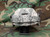 Gentex Mission Configurable Helmet Cover (MCHC)
