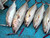 Hearty Rise Sitenkiba III Fishing Jig (Color: Pink)
