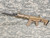 WE-Tech MSK Carbine Airsoft GBB Gas Blowback Rifle - Floor Model