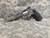ASG Licensed Dan Wesson CO2 Full Metal Airsoft Gas Revolver - USED