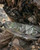 Eberlestock Mission Wings