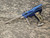 JT Excellerator Paintball Marker - BoneyardⓈ