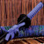 Deep Purple Warrior Katana Deep Purple Warrior Katana