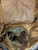 South African Defense Forces Bateleur 90' Airborne Rucksack W/Spare CFP-90 Straps