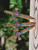 Toro Knives Toro Anubis Throwing Knives