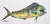 Strategic Angler Gyotaku Archival Giclee Print