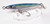 Strategic Angler x Small Lure Company Solid Cast Bullit