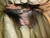 U.S. Armed Forces CFP-90 Pack W/ Straps Assembly