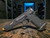 EMG STI / TTI JW3 2011 Combat Master Airsoft Pistol - USEDⓈ