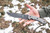 TOPS Longhorn Bowie Sniper Gray
