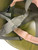 Canadian Armed Forces M1 Steel Helmet w/Woodland Cover & Googles