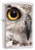 Zippo Owl