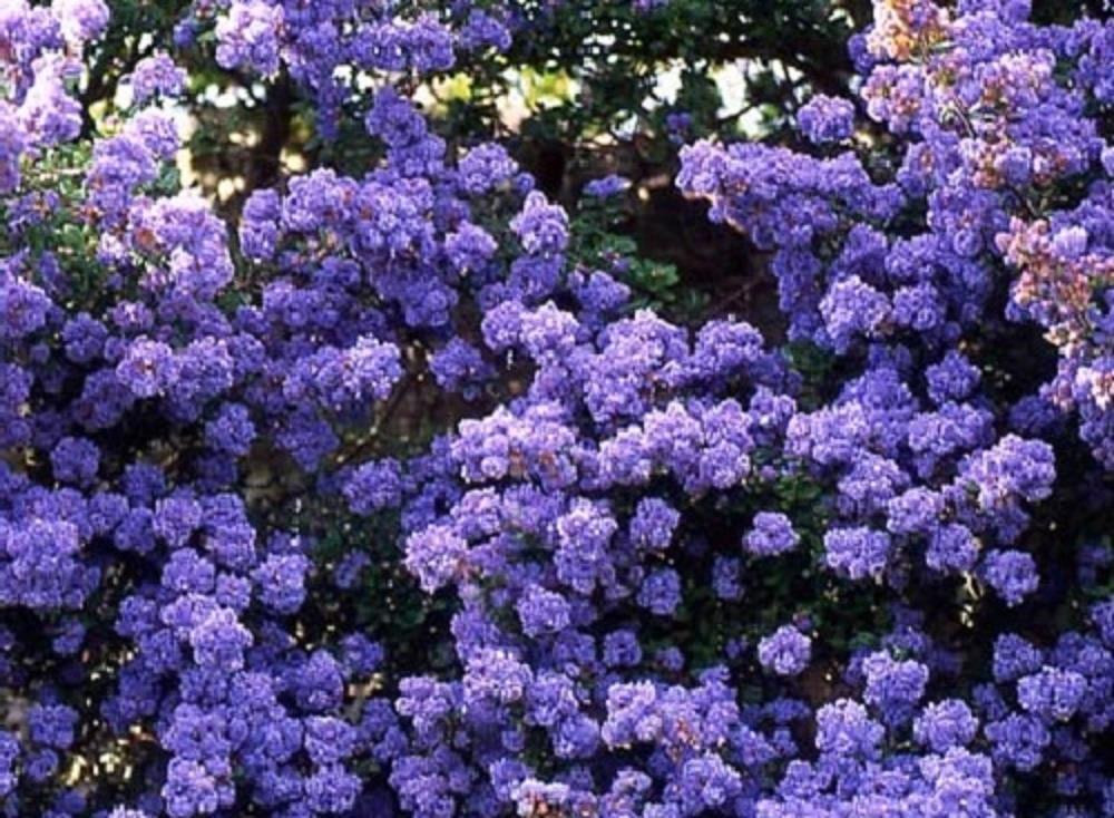 1X 4-5FT LARGE CEANOTHUS DENTATUS SHRUB - FLOWERING EVERGREEN PLANT - 5L