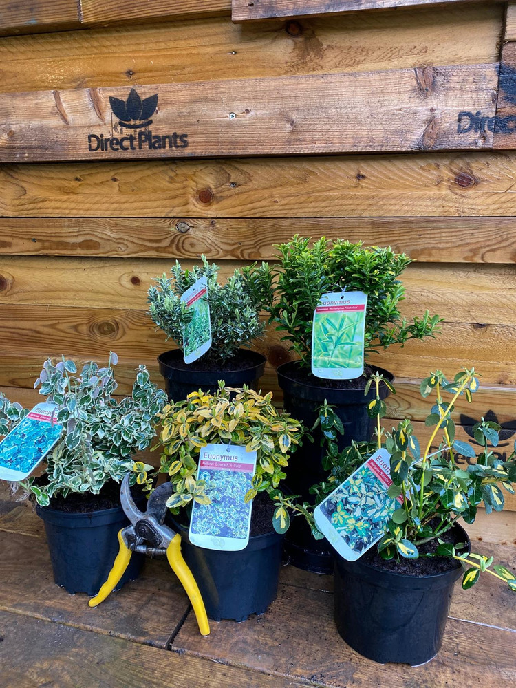 5X LARGE MIXED EUONYMUS EVERGREEN SHRUBS - GARDEN PLANTS - 2L (5 COLOURS)