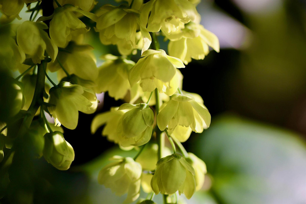 Mahonia × media Winter Sun Plant (Large) 30-40cm Supplied in a 3 Litre Pot